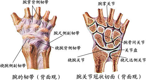 【针刀解剖】脊柱,骨关节(套图)