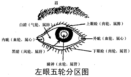 眼睛也可以按八卦分为八个区,并且纳五脏六腑.